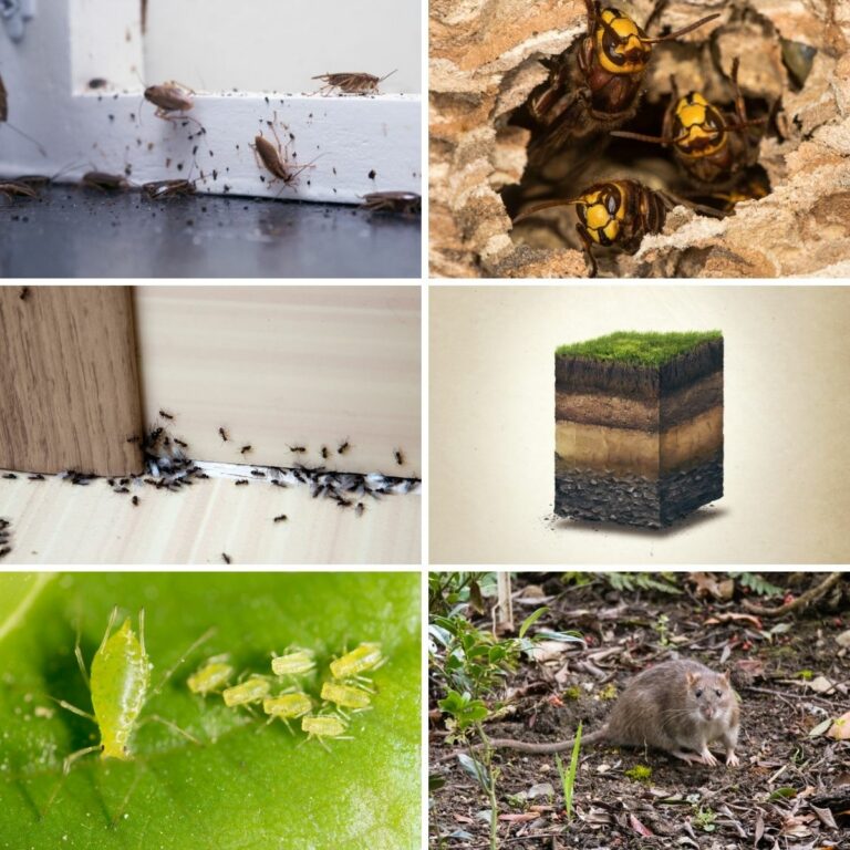 Collage photo featuring many uses of diatomaceous earth.