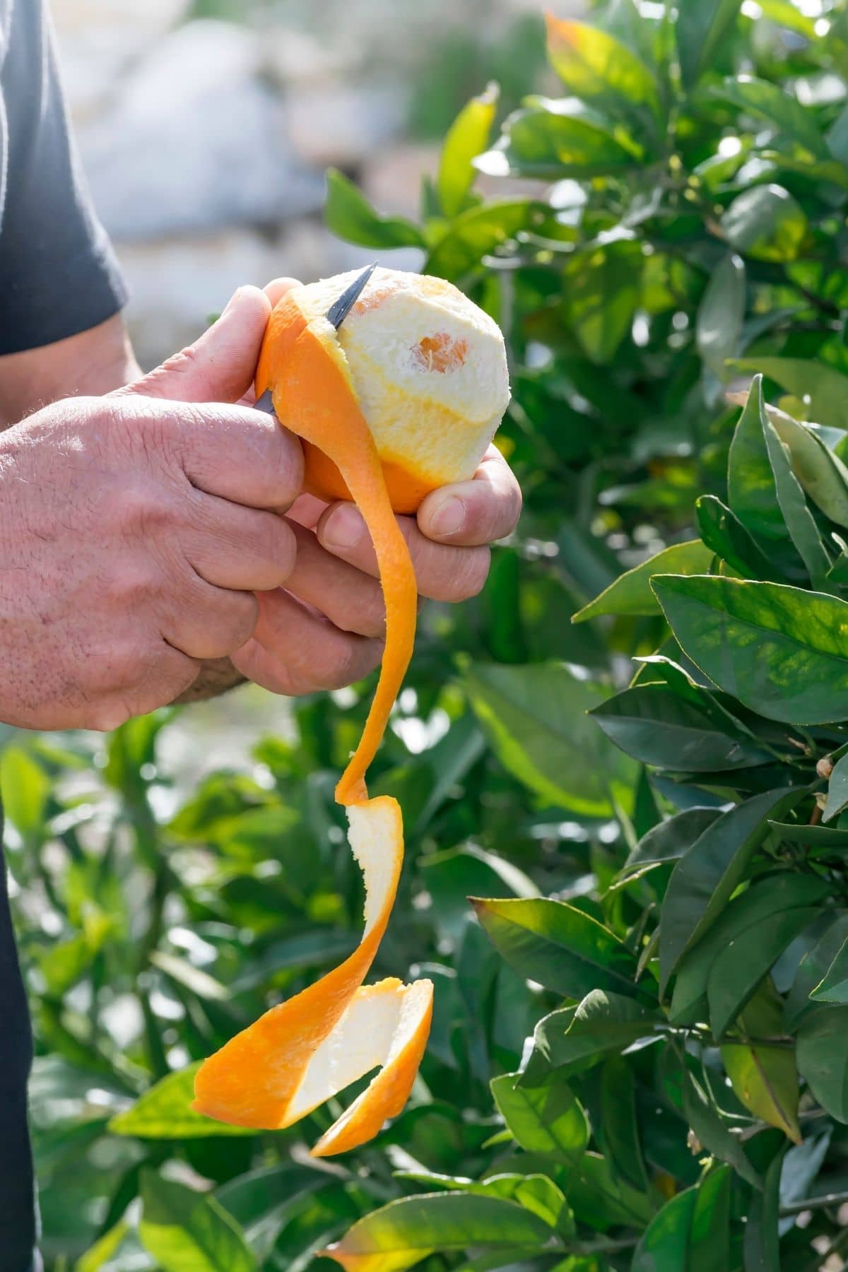 Orange Peel Uses 28 - Exciting Things To Do With Orange Peels
