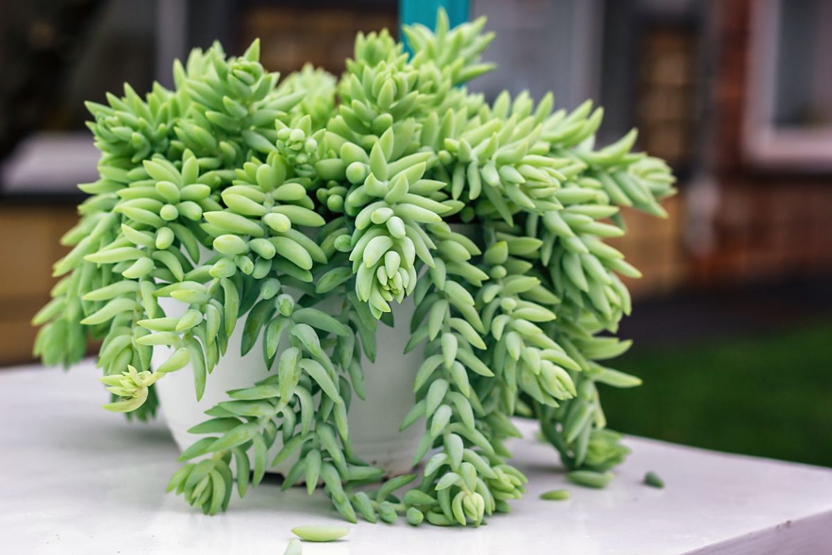 burros tail succulent in a pot