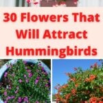 images of flowers that attract hummingbirds