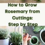 growing rosemary from cutting