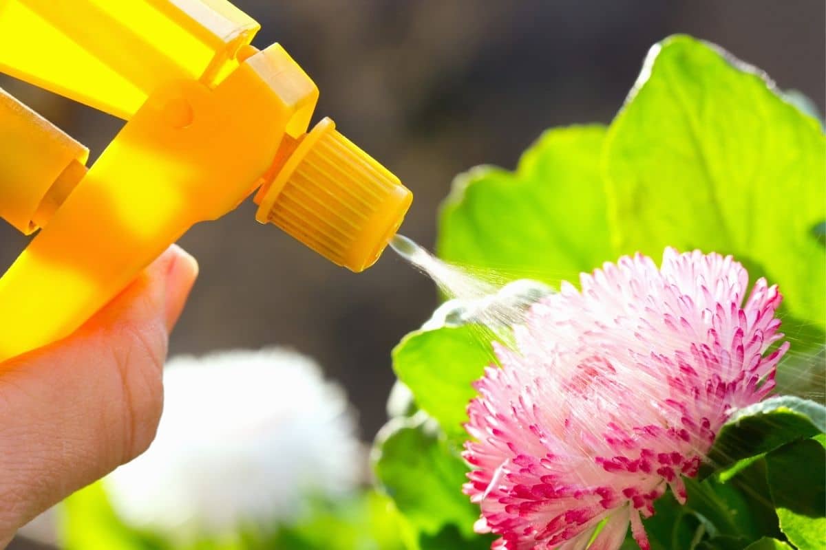 spraying the flower with yellow spraying bottle
