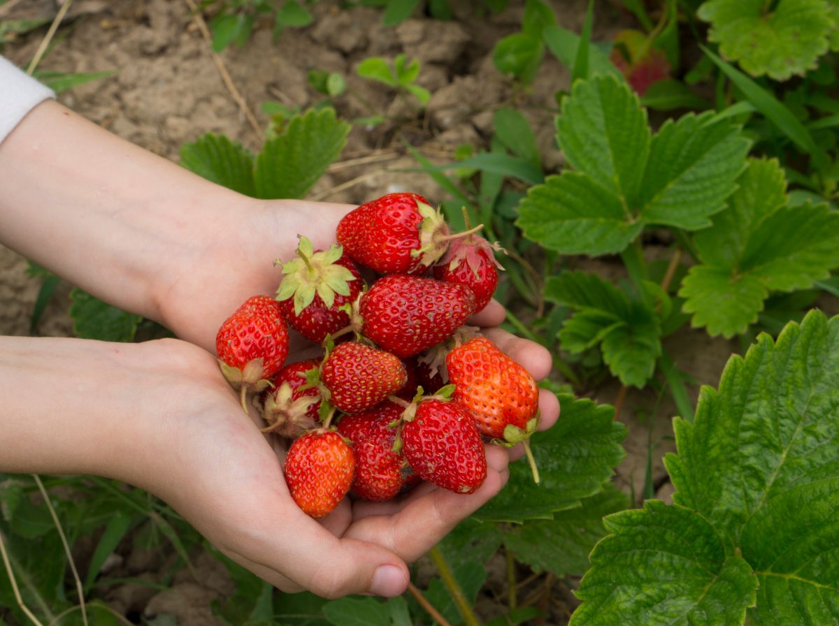 Eine Handvoll frisch gepflückter Erdbeeren 