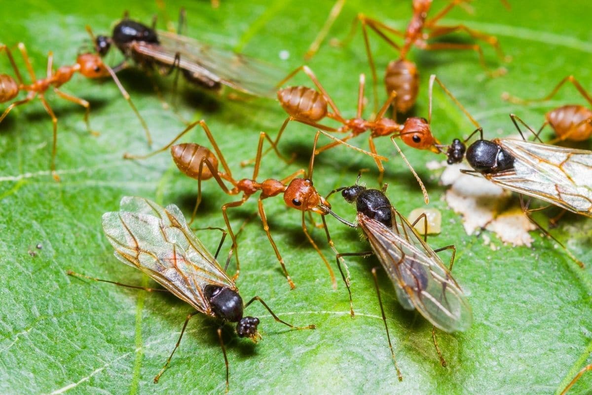 Ameisen im Blatt