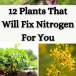 Plants That Will Fix Nitrogen