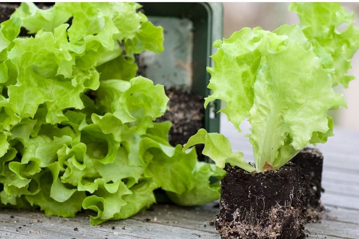 lettuce seedlings 