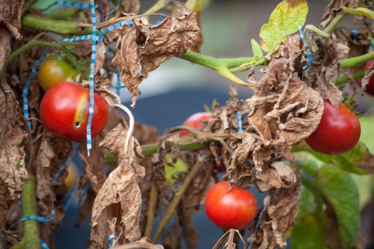 tomato plant with dying leaves