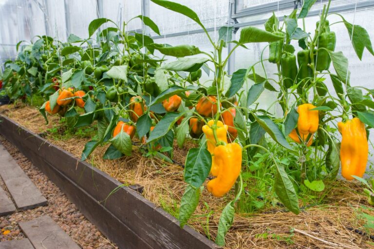 12 Tips for Growing Peppers to Maximize Your Harvest - DIY & Crafts