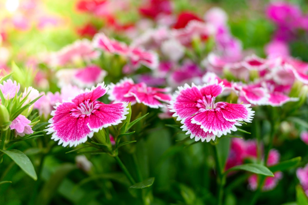Pink Dianthus flower