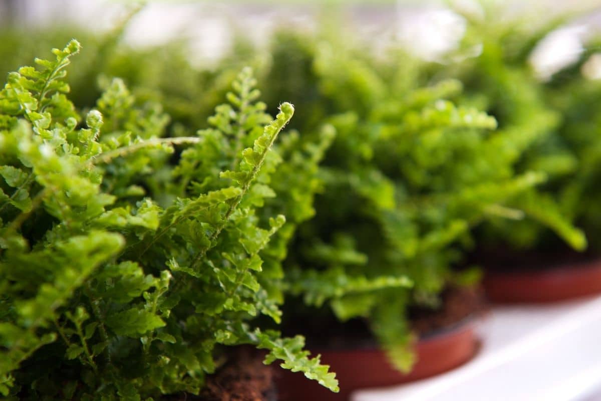 Green ferns in a pot 