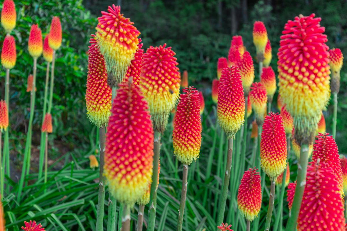 bright colored red hot poker flowers