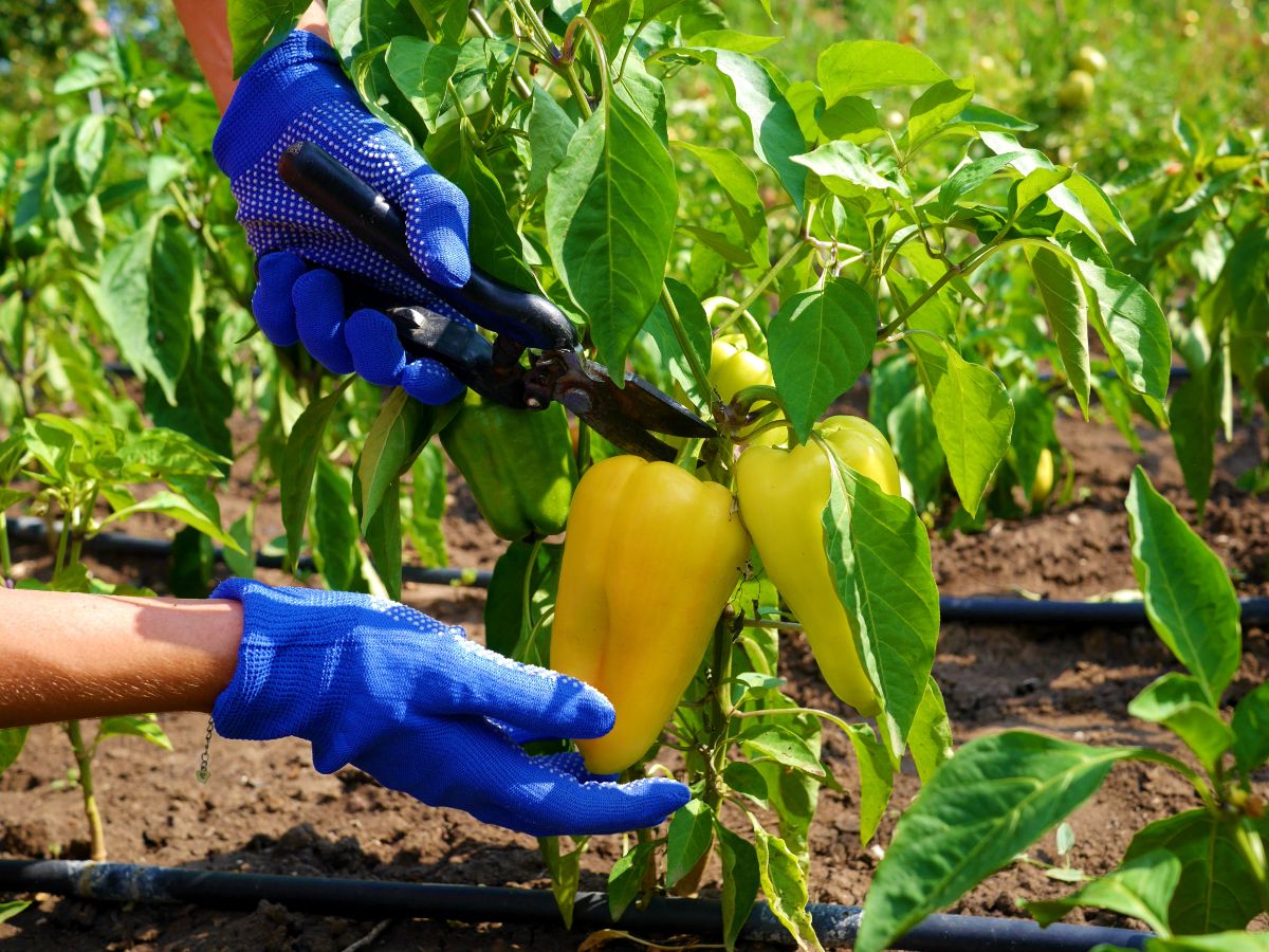 cutting or harvesting yellow bell peppers