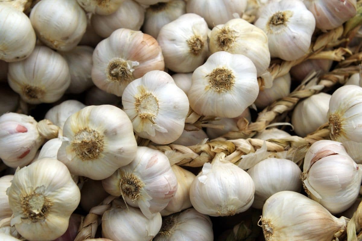 bunch of white garlic 