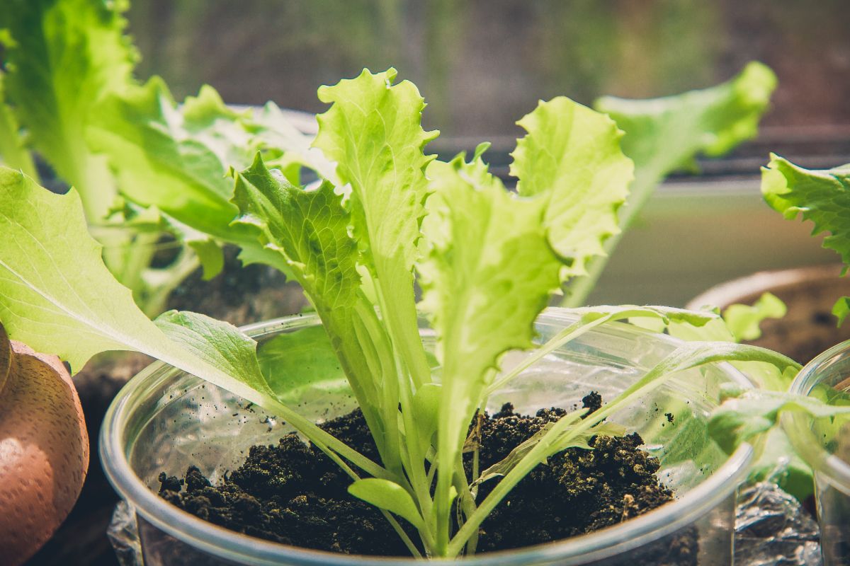 kleine Salatblätter wachsen in transparenten Plastikbehältern
