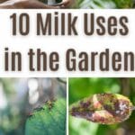 Milk Uses in the Garden