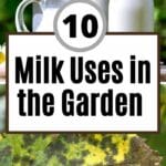 Milk Uses in the Garden