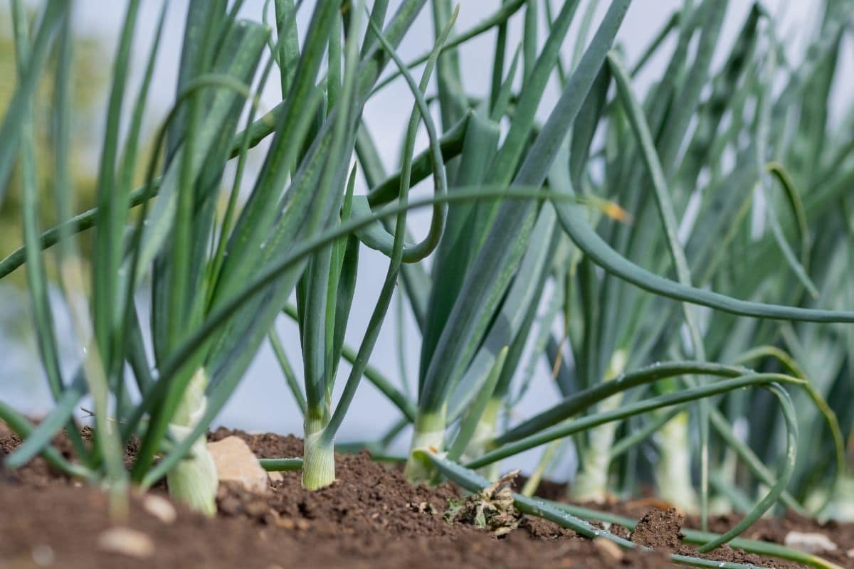 growing onions in the garden 