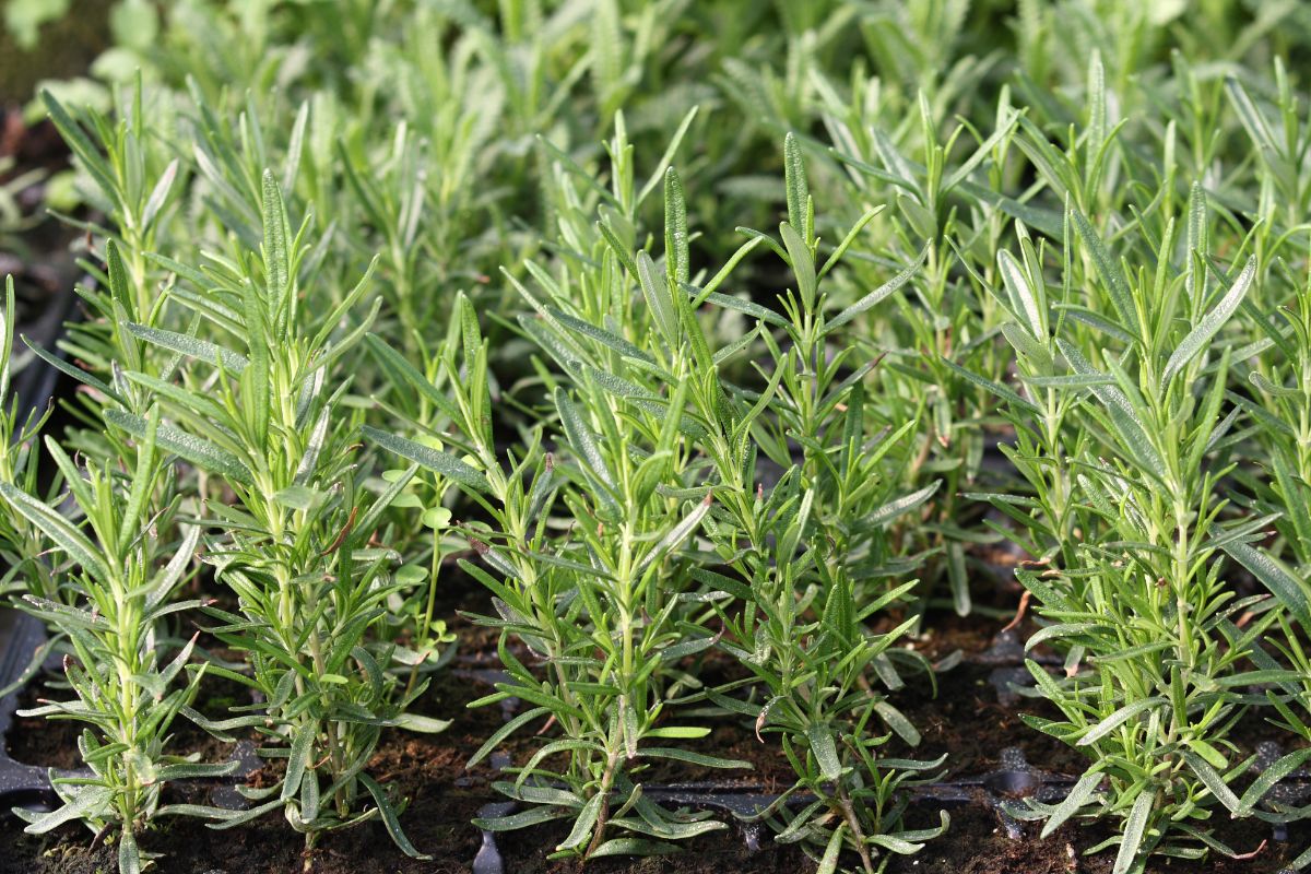 group of rosemary herbs in the garden 