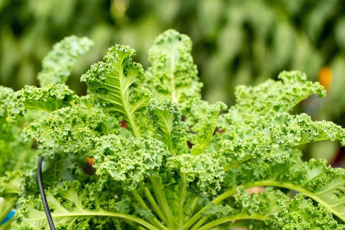 11 Kale - 28 Amazing Plants That Thrive Growing in Buckets