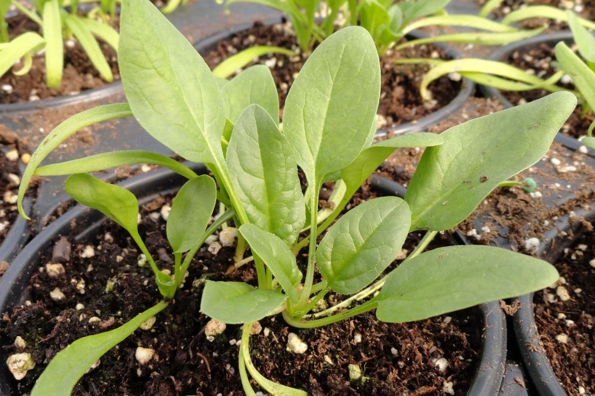 spinach leaves growing in a pot 