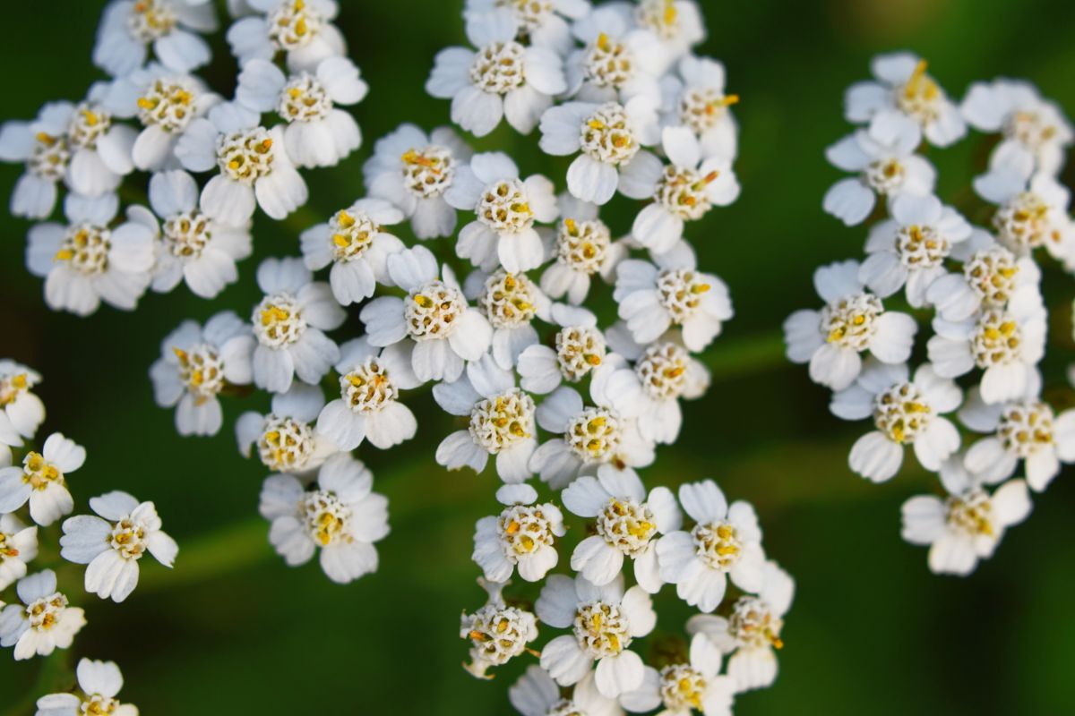 white yarrow flowers