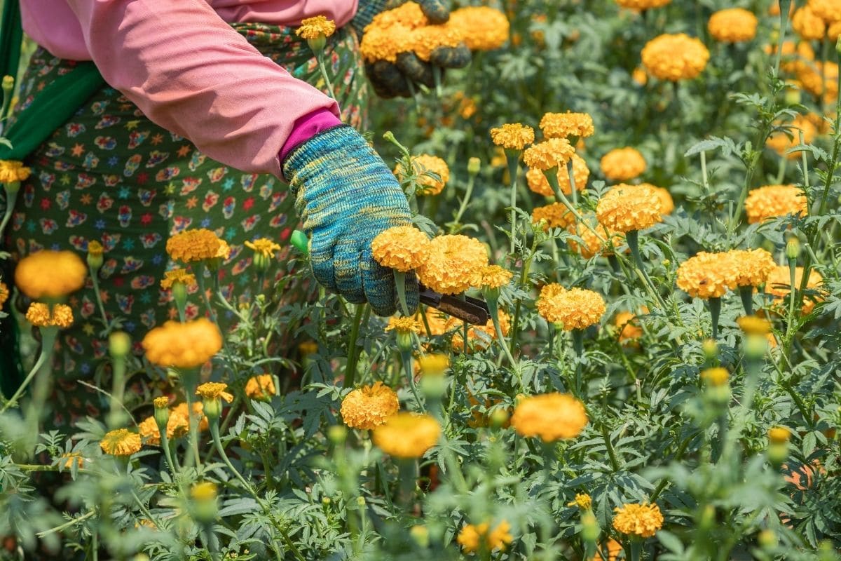 cutting or harvesting flowers in the garden 