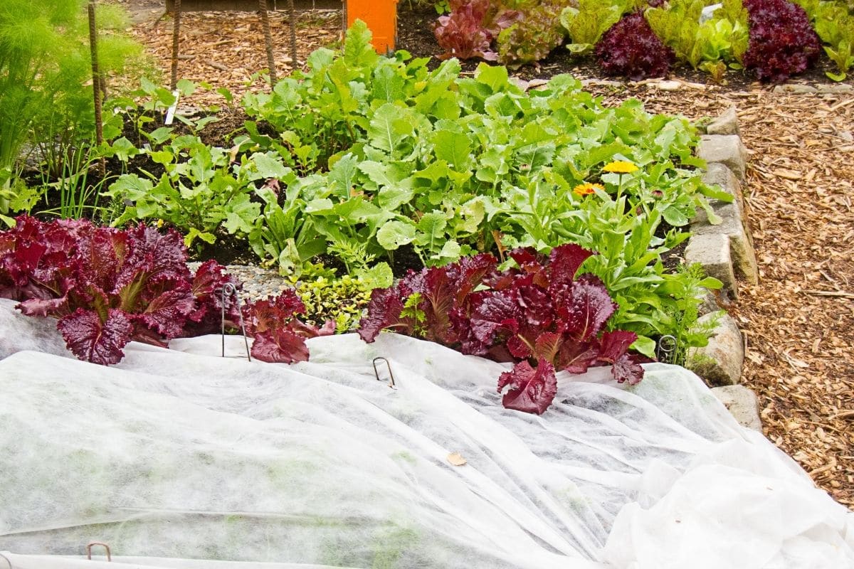 vegetable plants with row cover for cold protection
