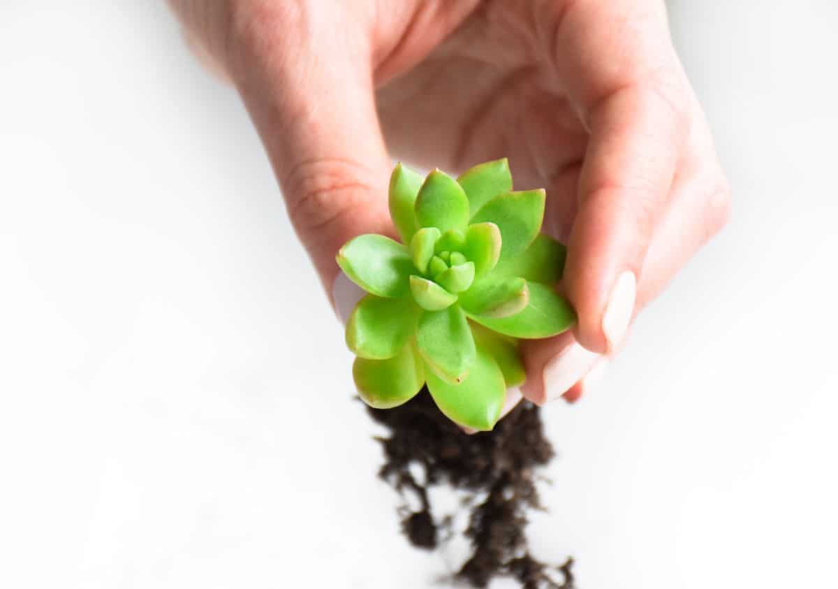 succulent plant separated from pot showing its root