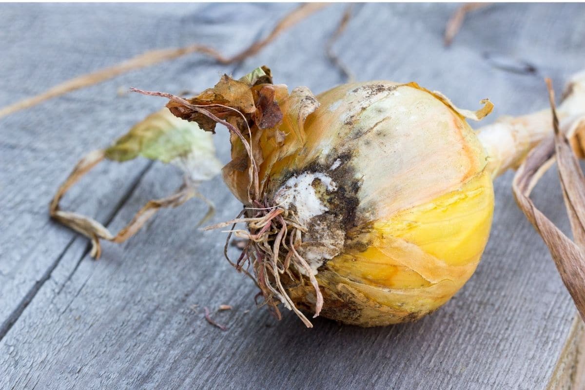 garlic with disease