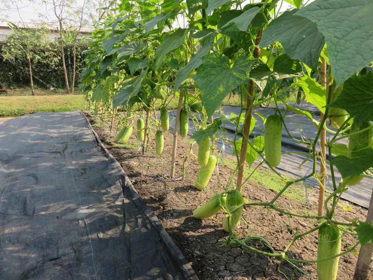 cucumbers hanging and growing in the trellis