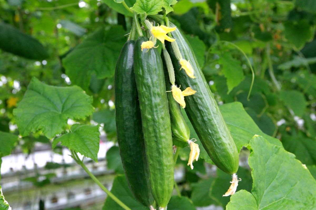 cucumber hanging in a greenhouse 