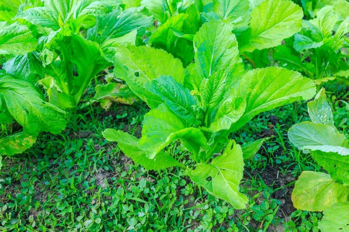 green kale vegetable plant in the garden 