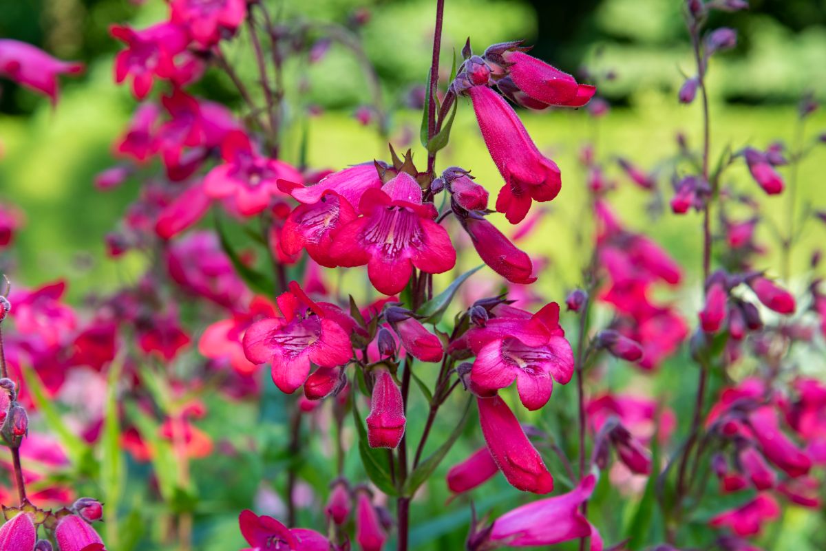 pink penstemon in a garden 