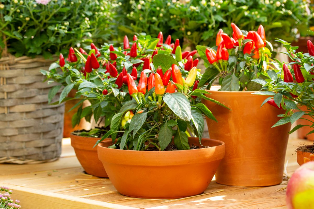 Gruppe von eingetopften roten Chili-Pfeffer-Pflanzen 