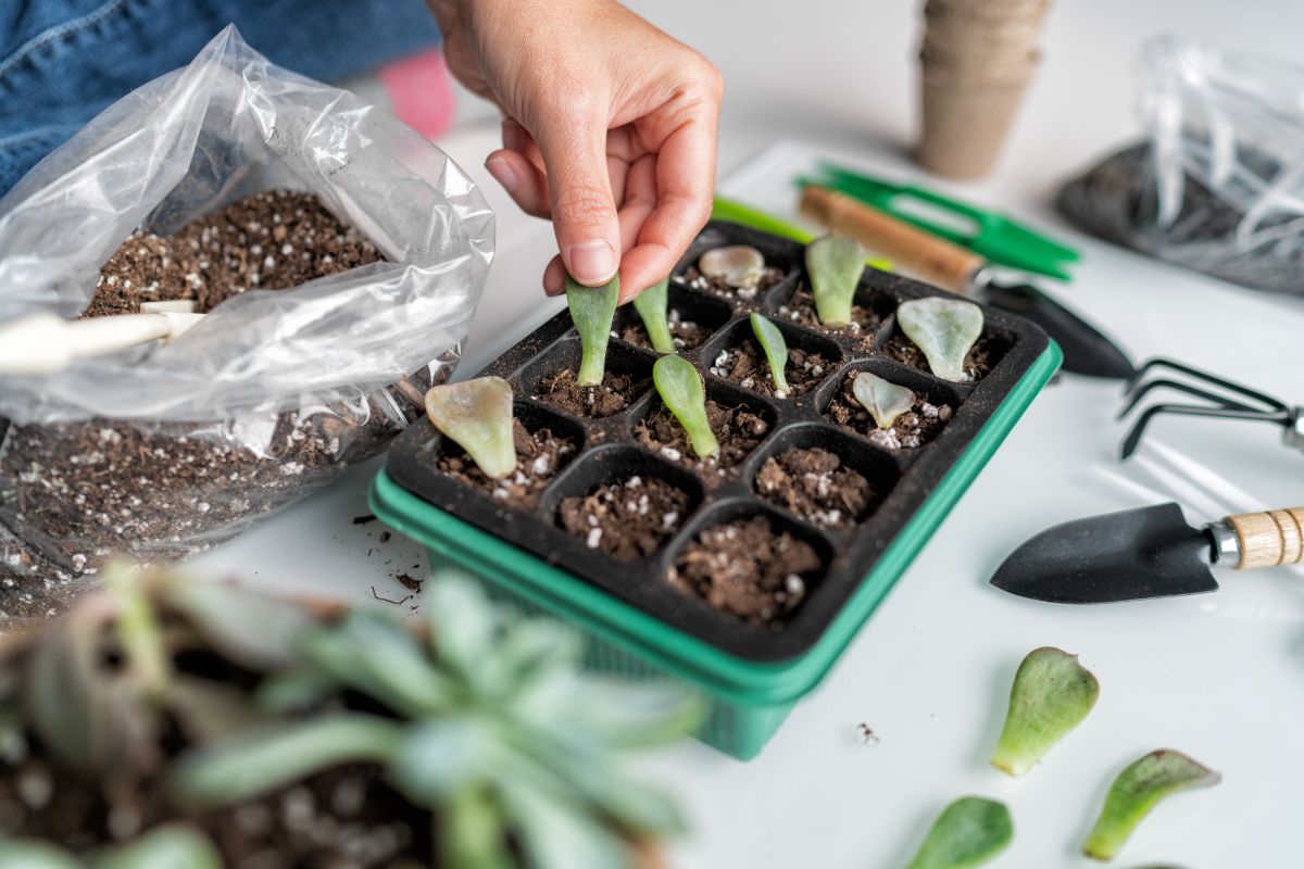 propagating succulent in a container