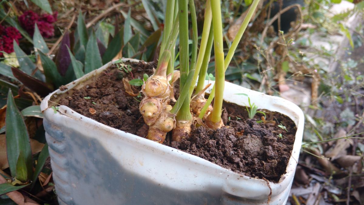 ginger growing in a white container