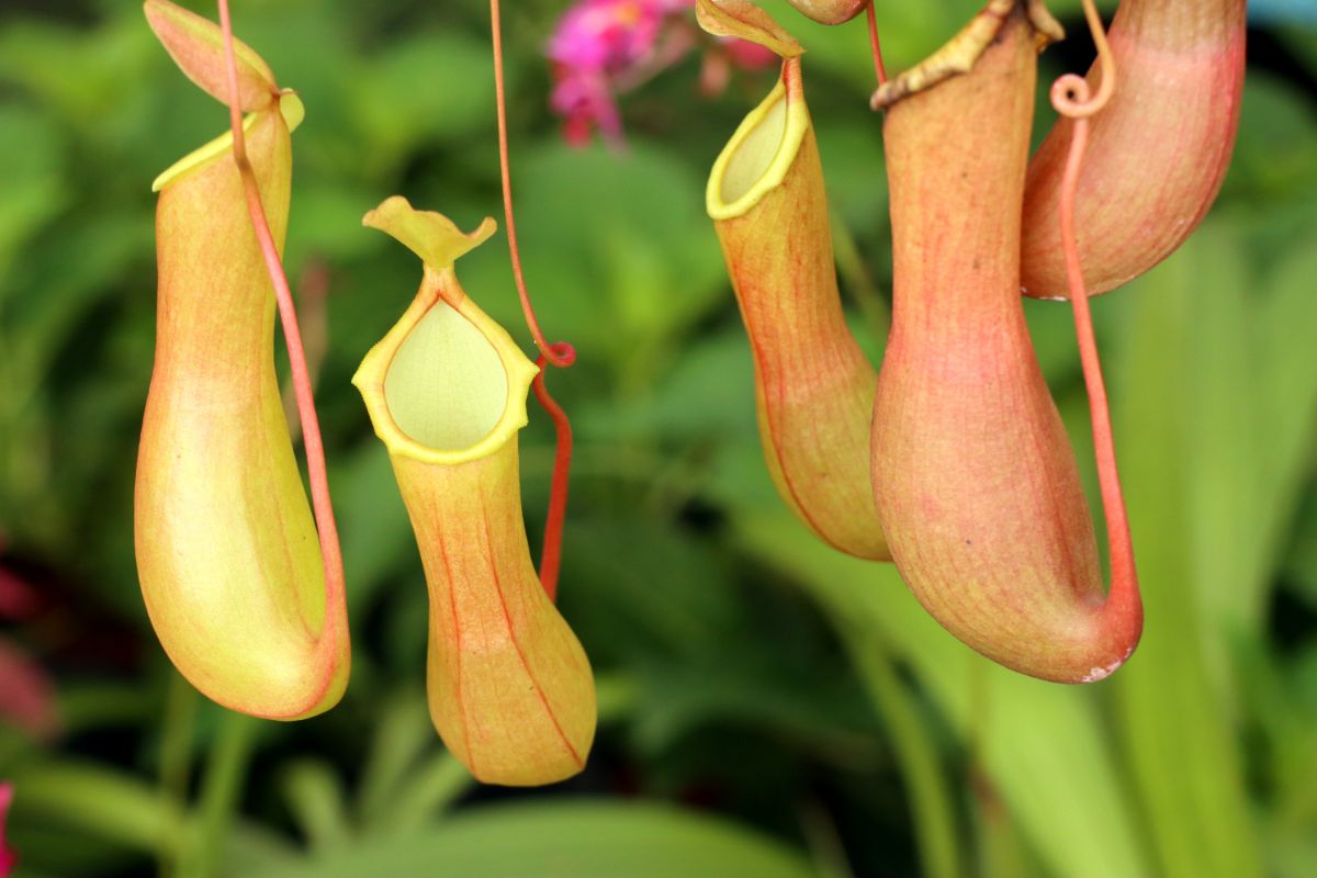 pitcher plant hanging in the garden 