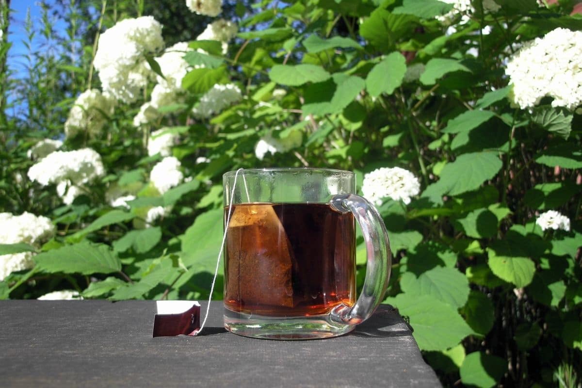 13 Ways to Use Tea Bags in the Garden  - 13 Ways to Use Tea Bags in the Garden