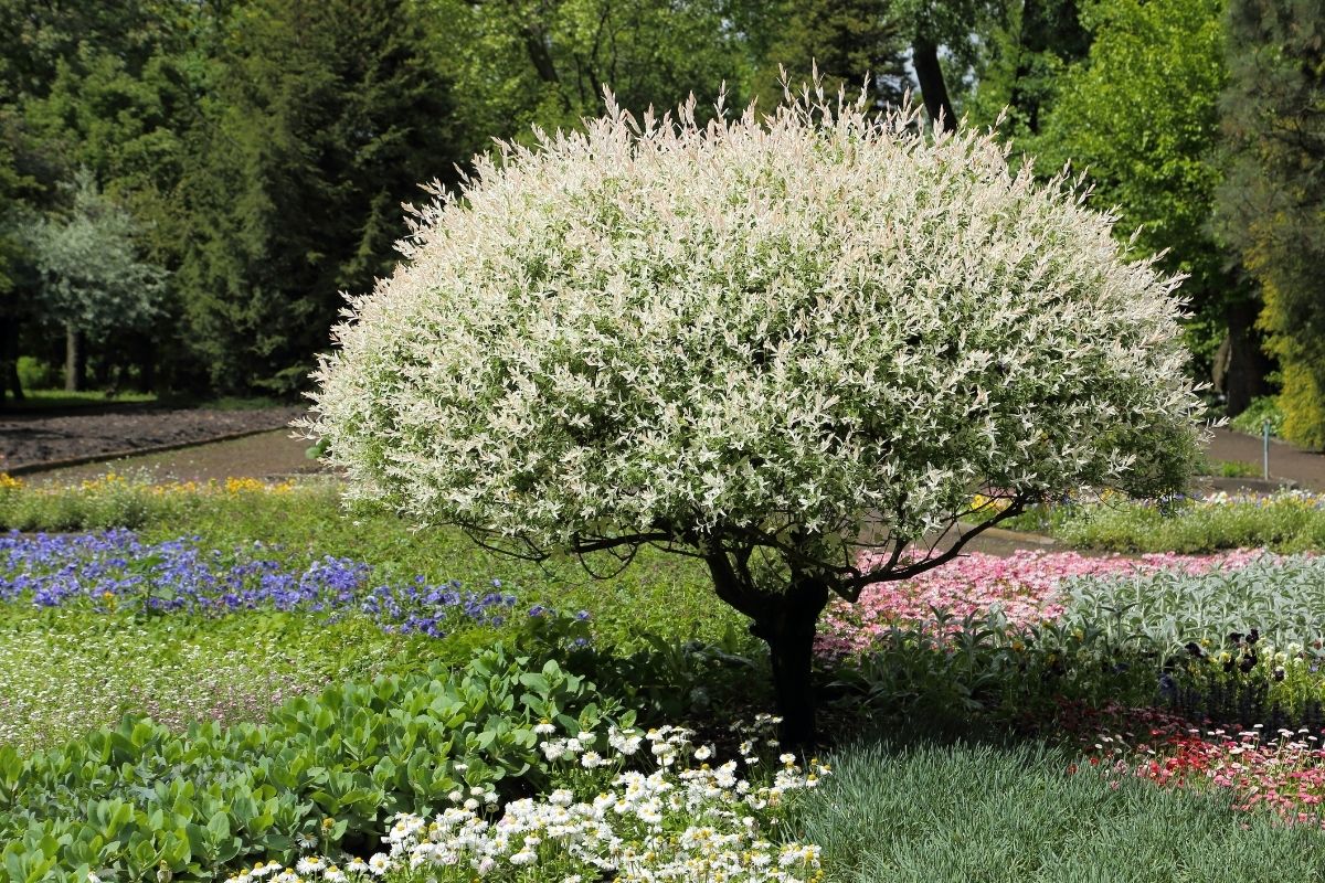 a small willow tree in the garden of flowers