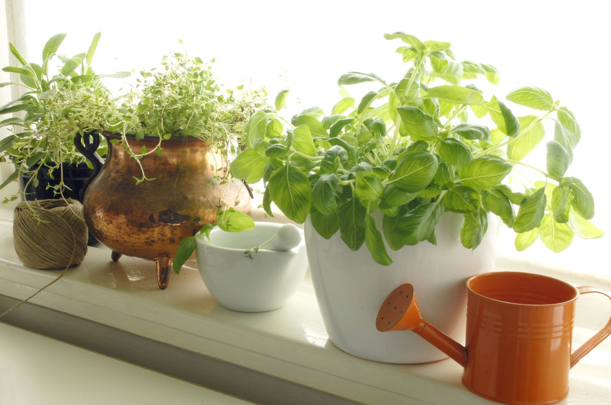 fresh herbs in pots on window