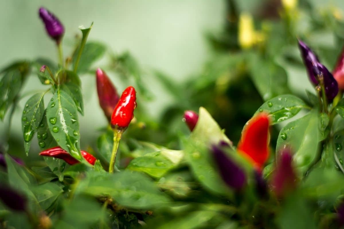 Chili-Pfeffer-Pflanze nass mit Regentropfen 