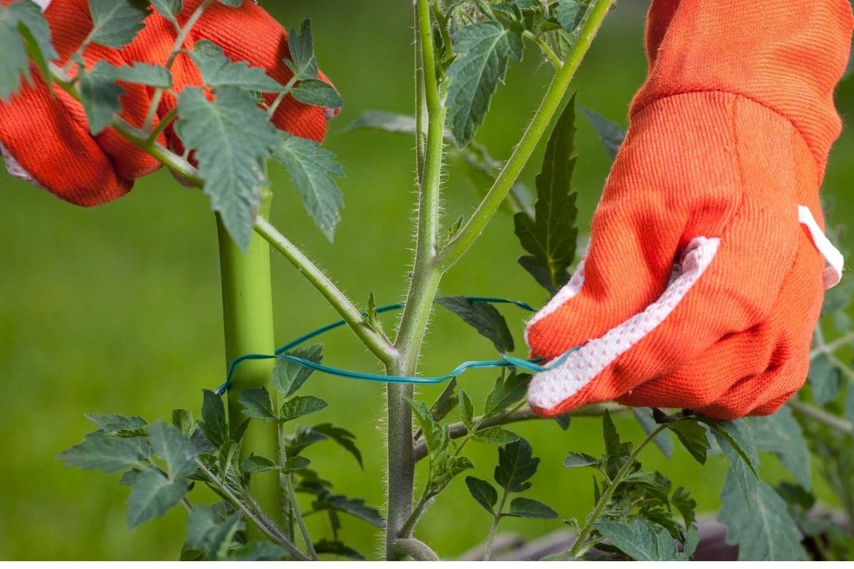 Die Tomatenpflanze stecken oder in Käfigen halten