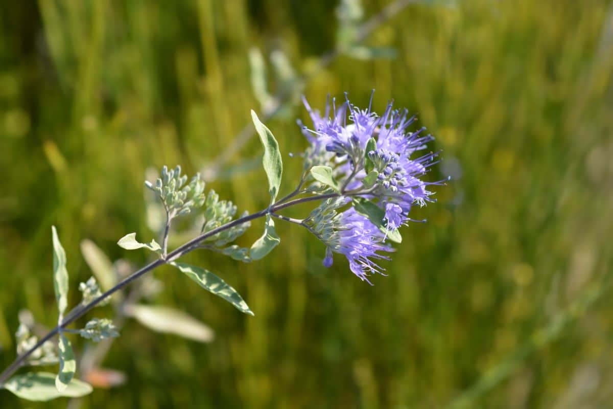 purple bluebeard flower