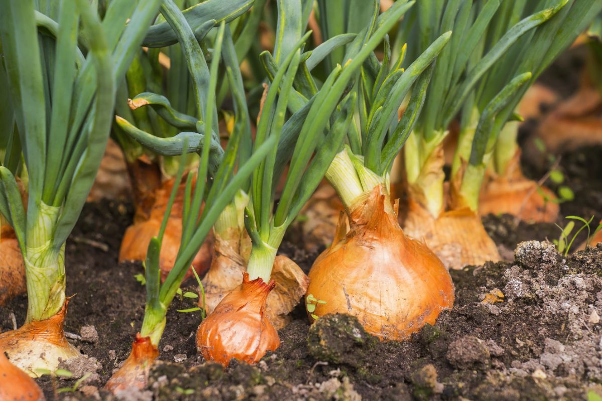 15 Onions - 28 Amazing Plants That Thrive Growing in Buckets