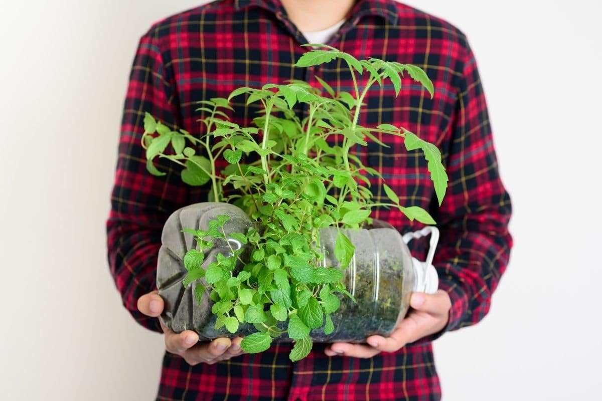 holding plants in a plastic pot ready for hardening 