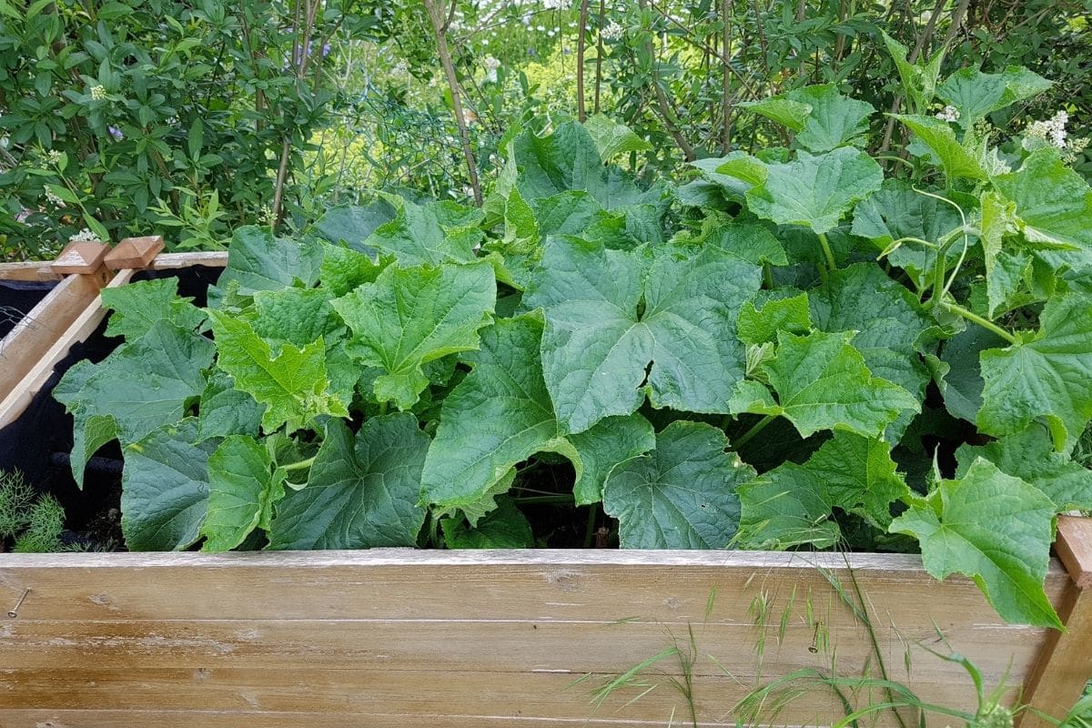 growing cucumber plant in a raised bed 