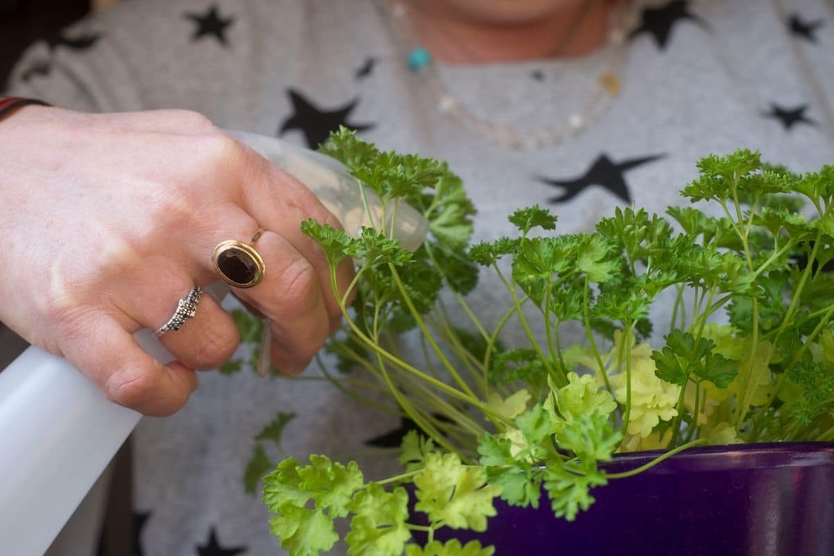 spraying parsley with water 