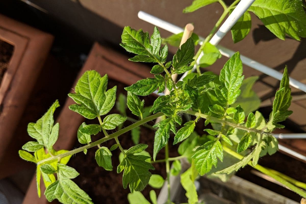 grüne Blätter der Tomatenpflanze in einem Topf 