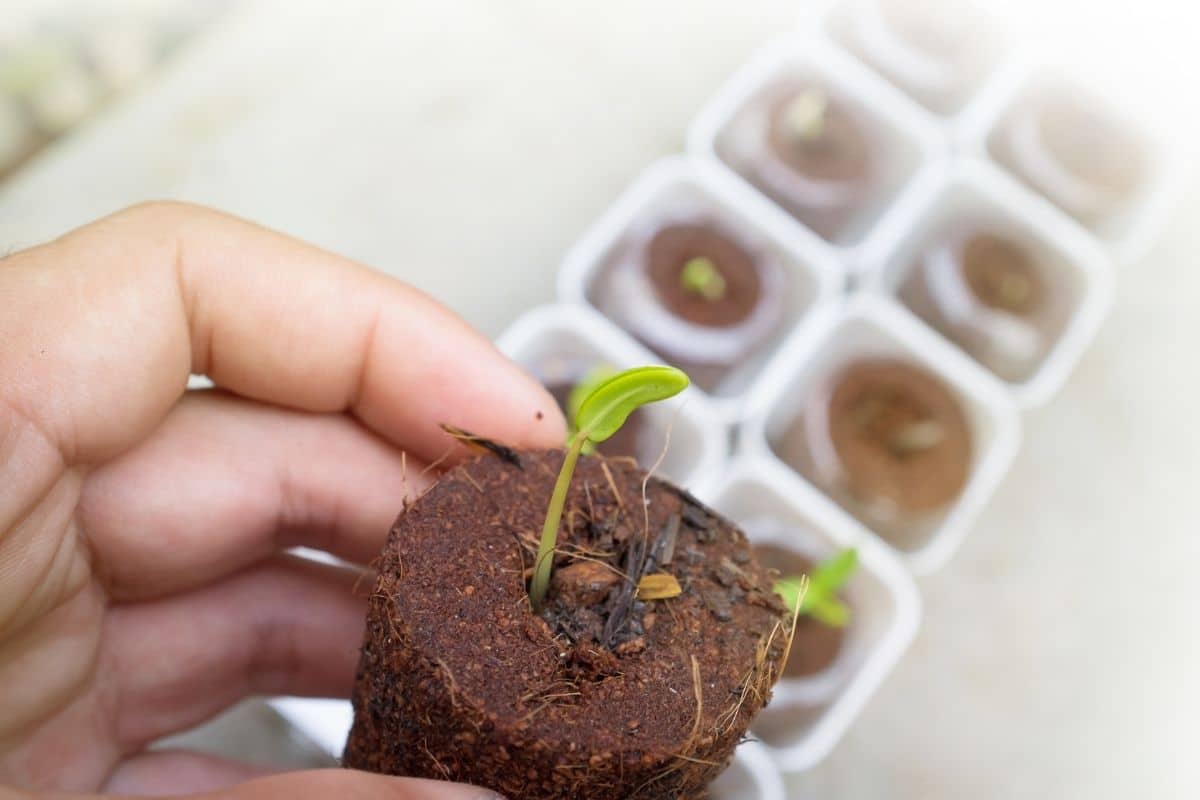 holding a seedling 