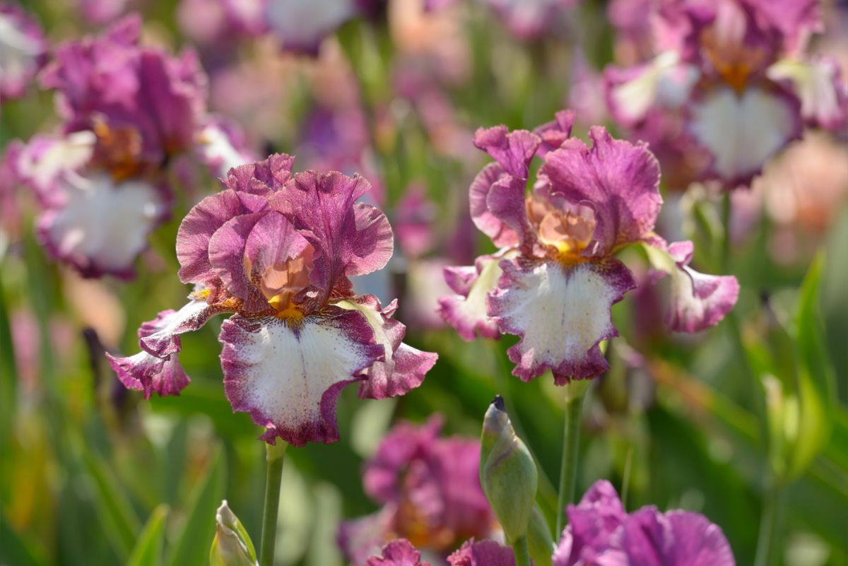 pink bearded Iris flower